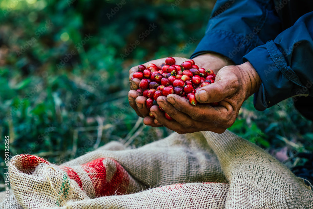 Coffee fruit and coffee berries coffee before roasted